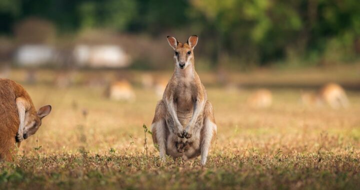 Where to See Kangaroos & Wallabies in Cairns