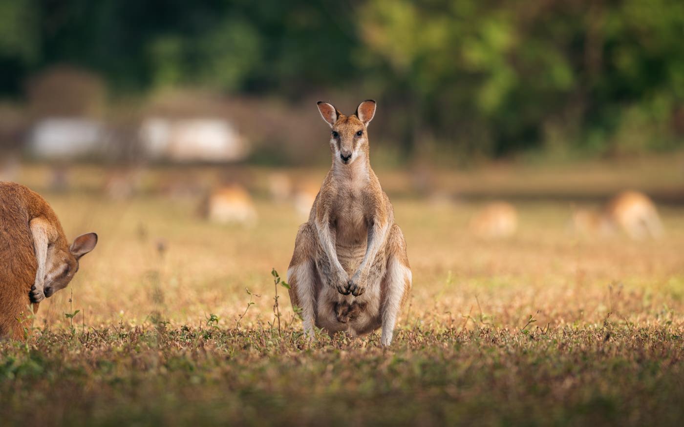 where-to-see-kangaroos-&-wallabies-in-cairns