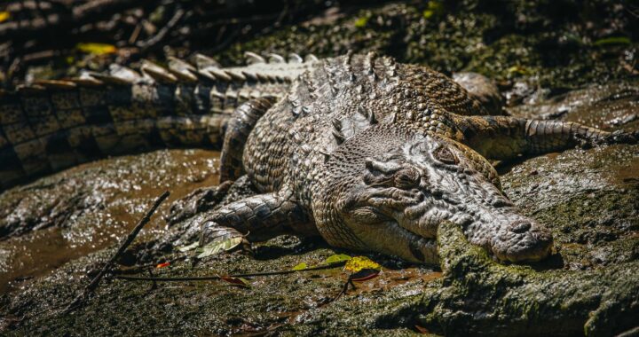 Where to See Crocodiles in Cairns & Port Douglas