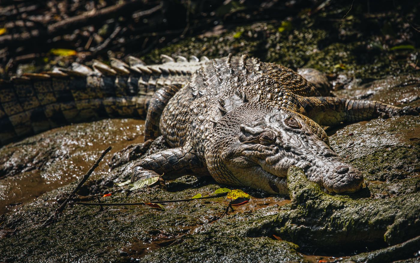 where-to-see-crocodiles-in-cairns-&-port-douglas