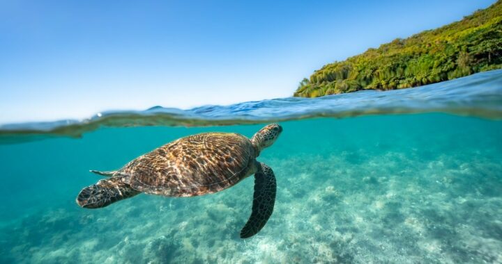 Where to go Snorkelling in Cairns: Best Spots & Reef Trips