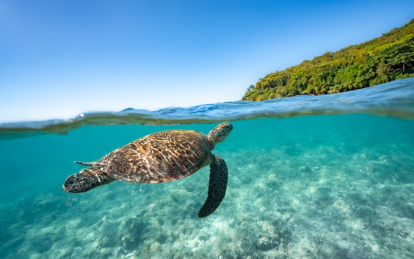 where-to-go-snorkelling-in-cairns:-best-spots-&-reef-trips