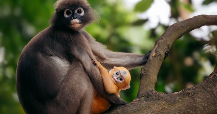 How & Where to Spot Dusky Leaf Monkeys at Railay Beach