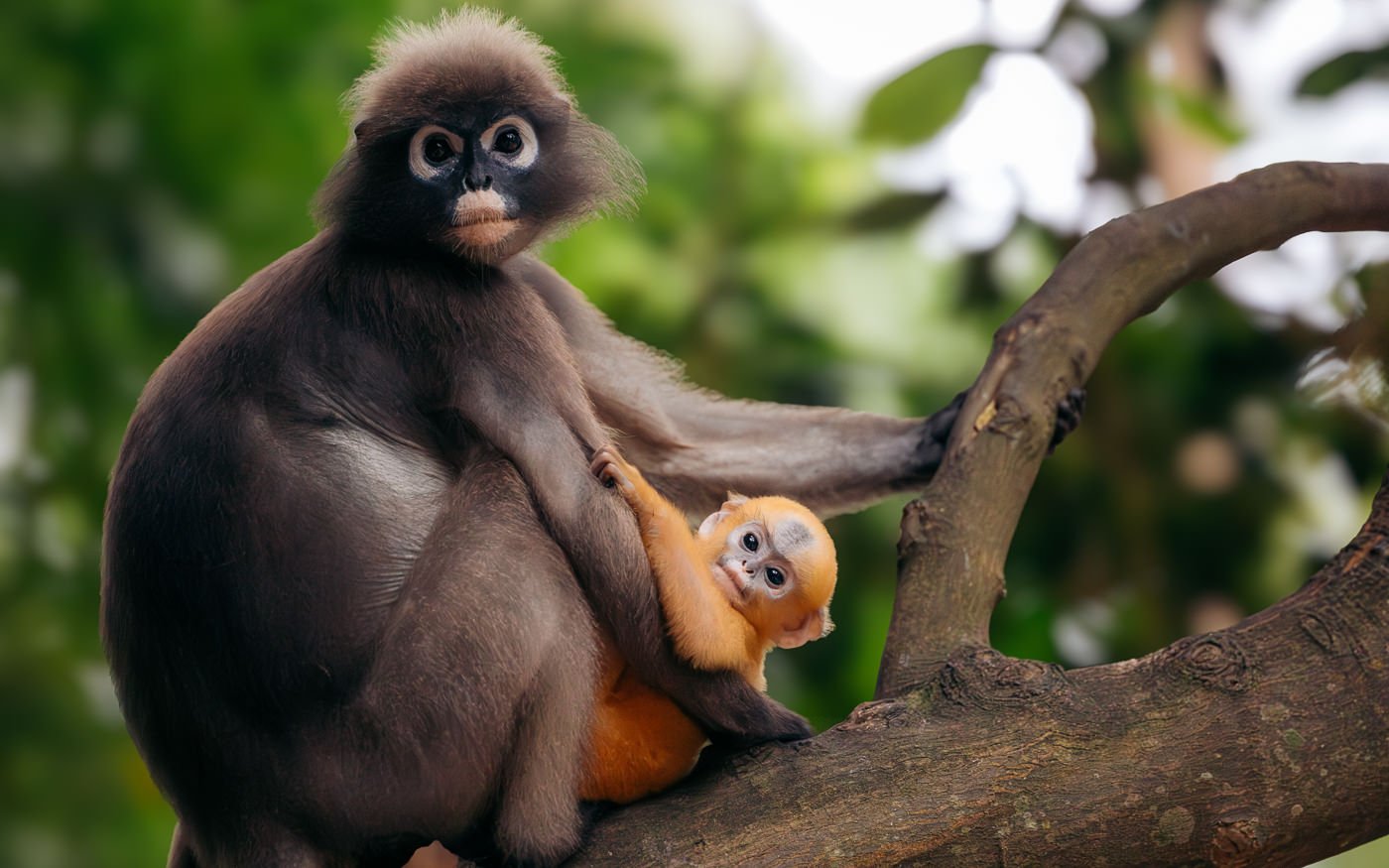 how-&-where-to-spot-dusky-leaf-monkeys-at-railay-beach